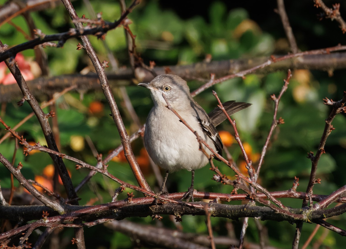 Northern Mockingbird - ML647335975