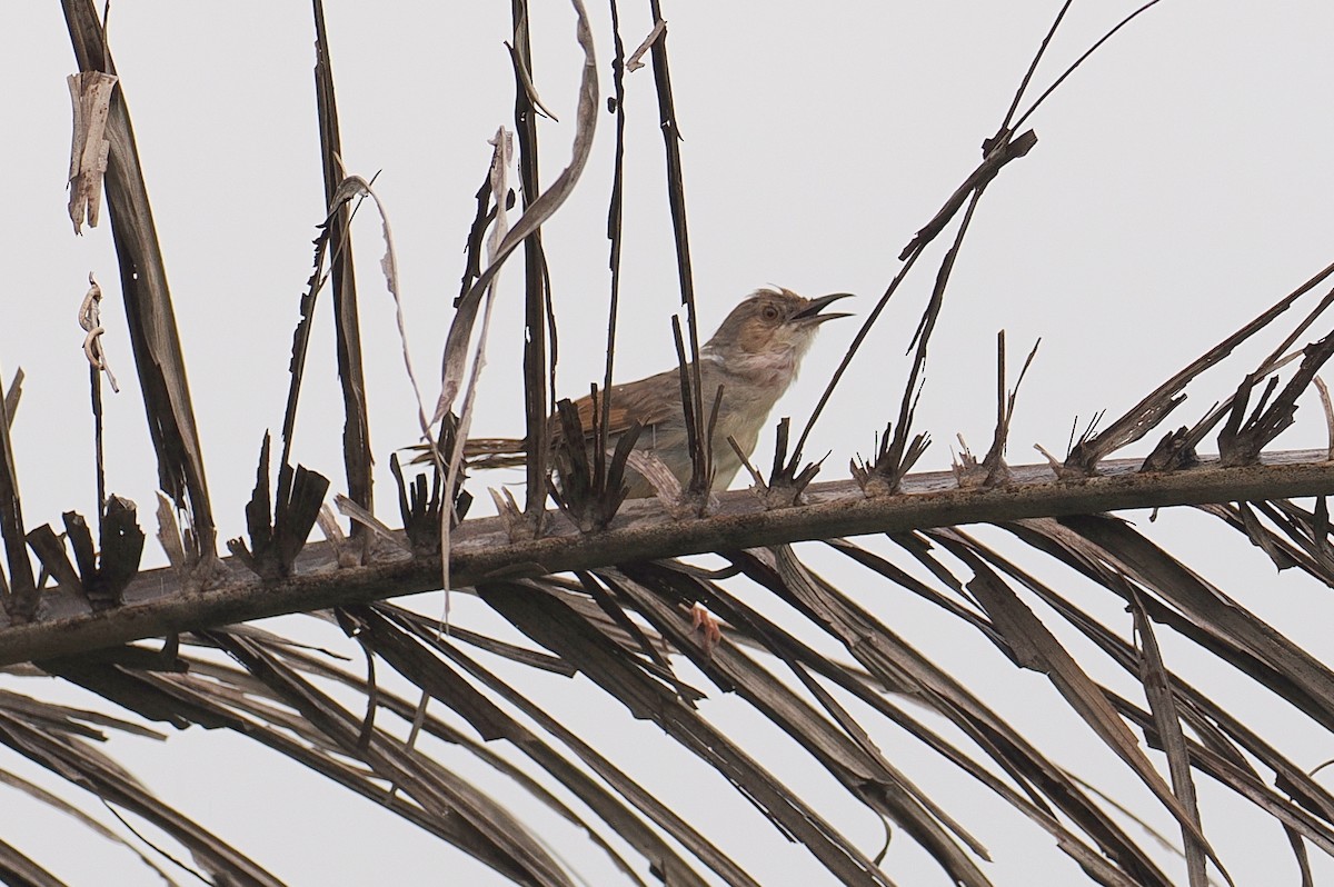 Singing Cisticola - ML647335978