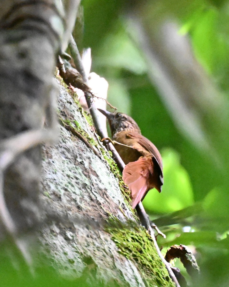 Orinoco Softtail - ML647335979