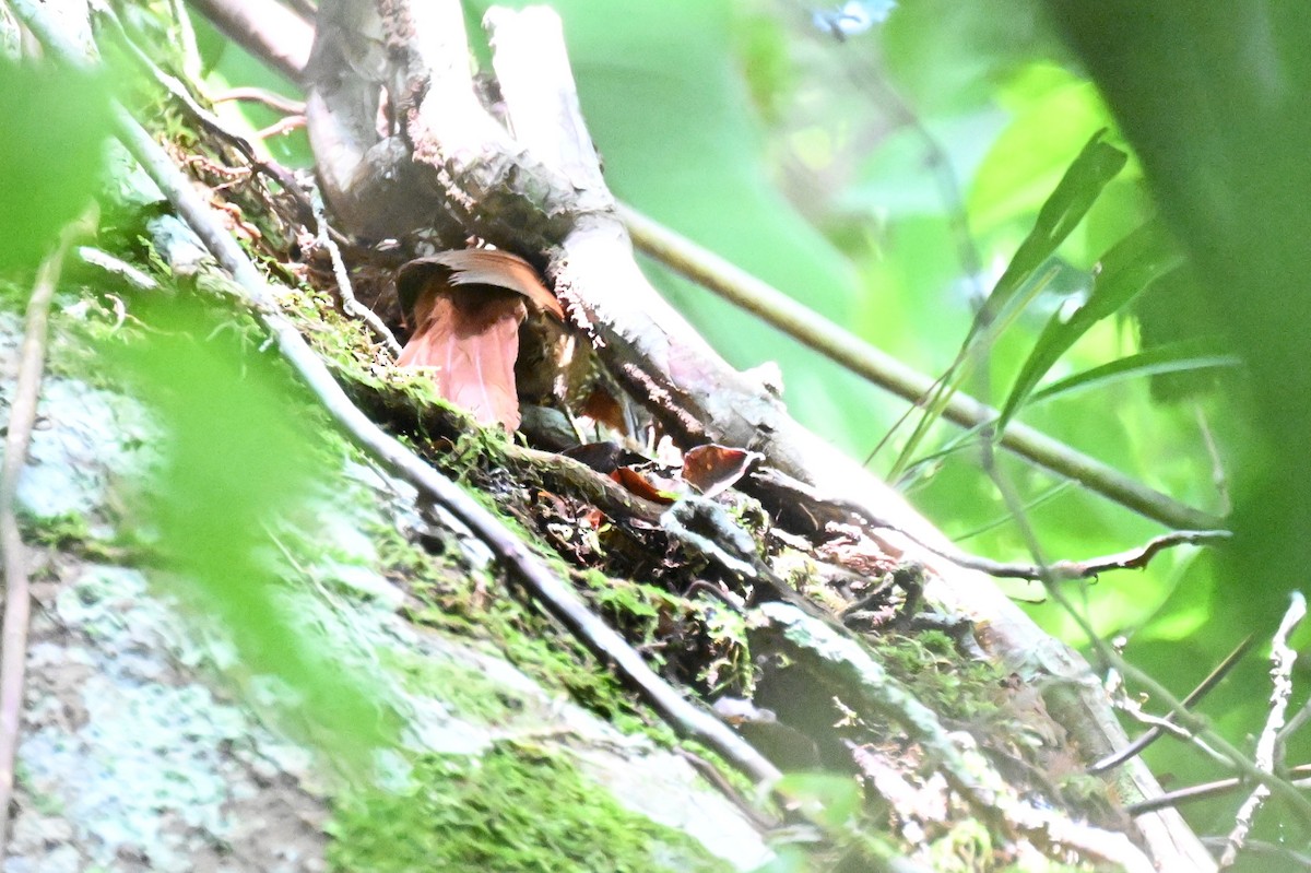 Orinoco Softtail - ML647335980