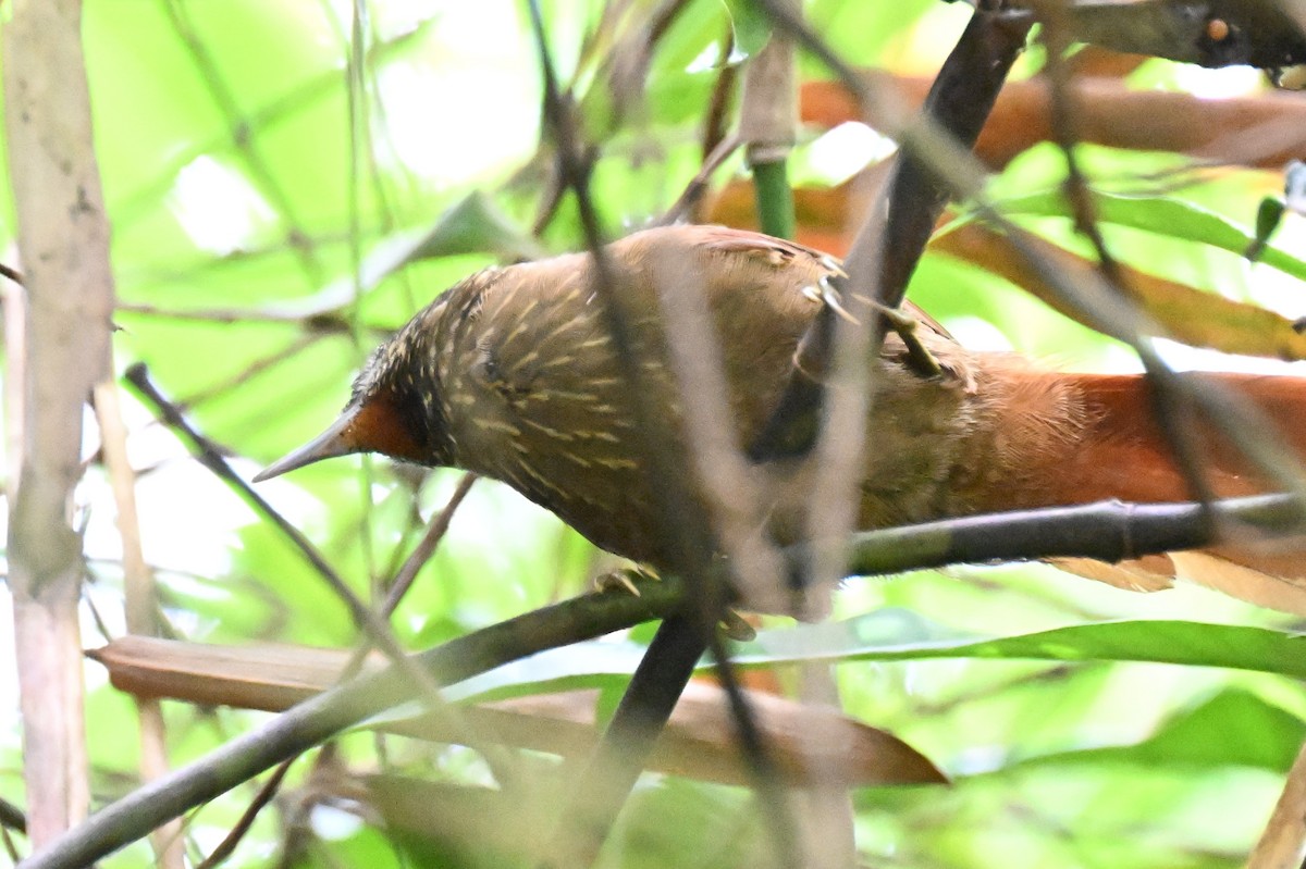 Orinoco Softtail - ML647335981