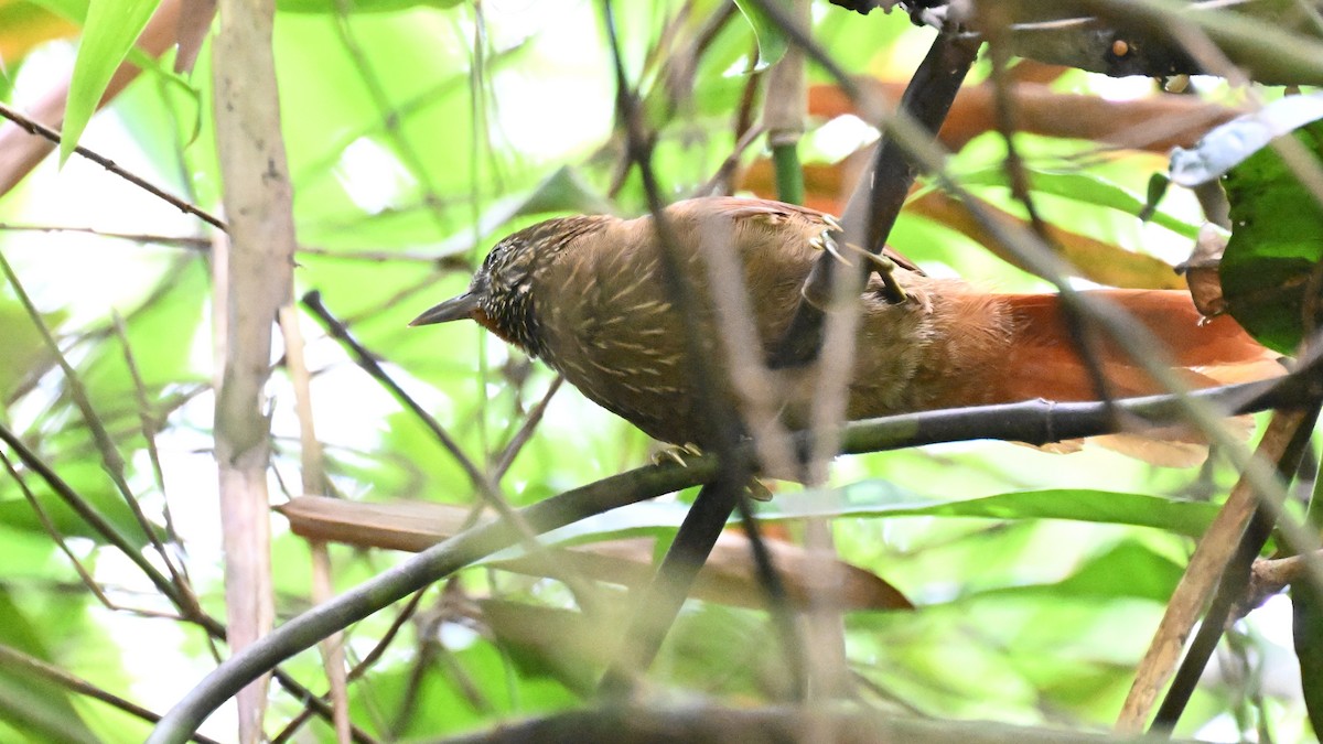 Orinoco Softtail - ML647335982