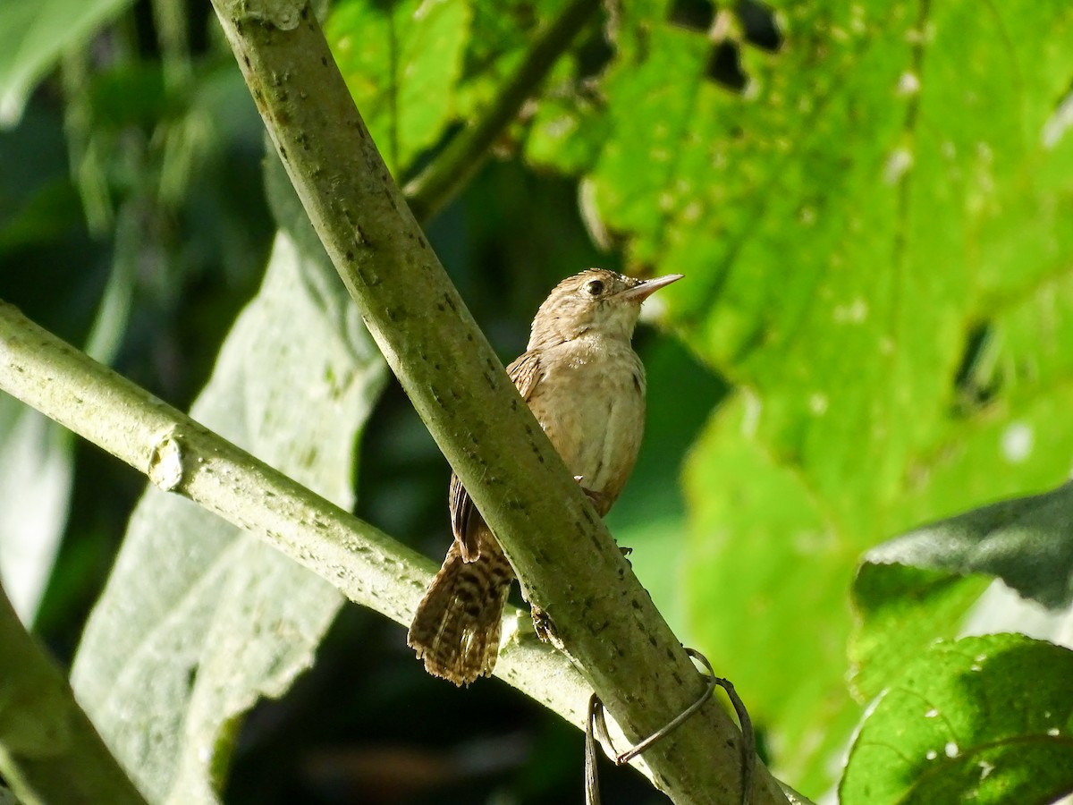 Southern House Wren - ML647336016