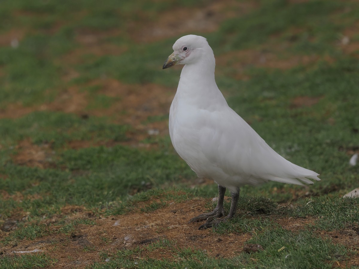 Snowy Sheathbill - ML647336022