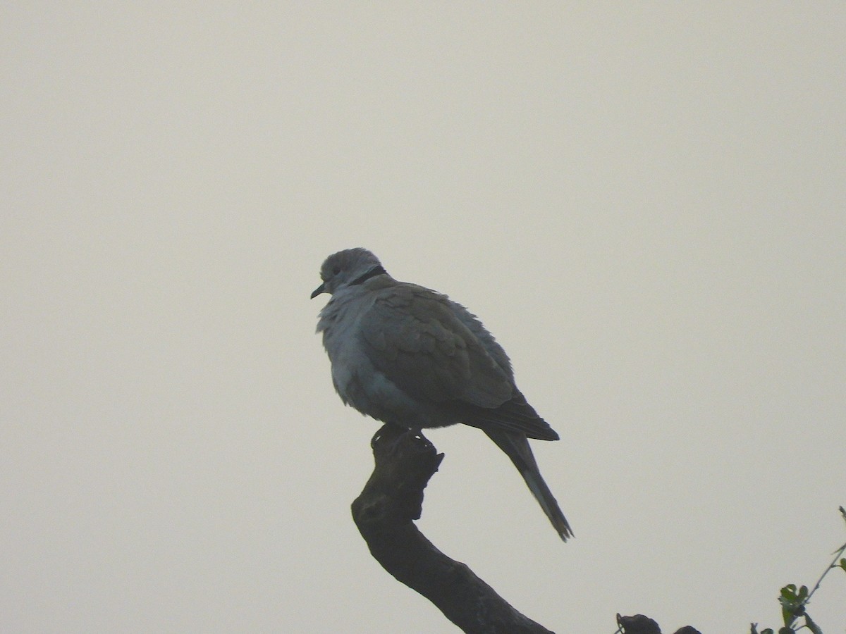 Eurasian Collared-Dove - ML647336030