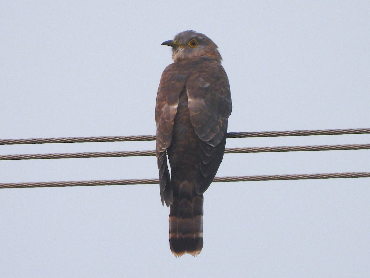 Common Hawk-Cuckoo - ML647336038