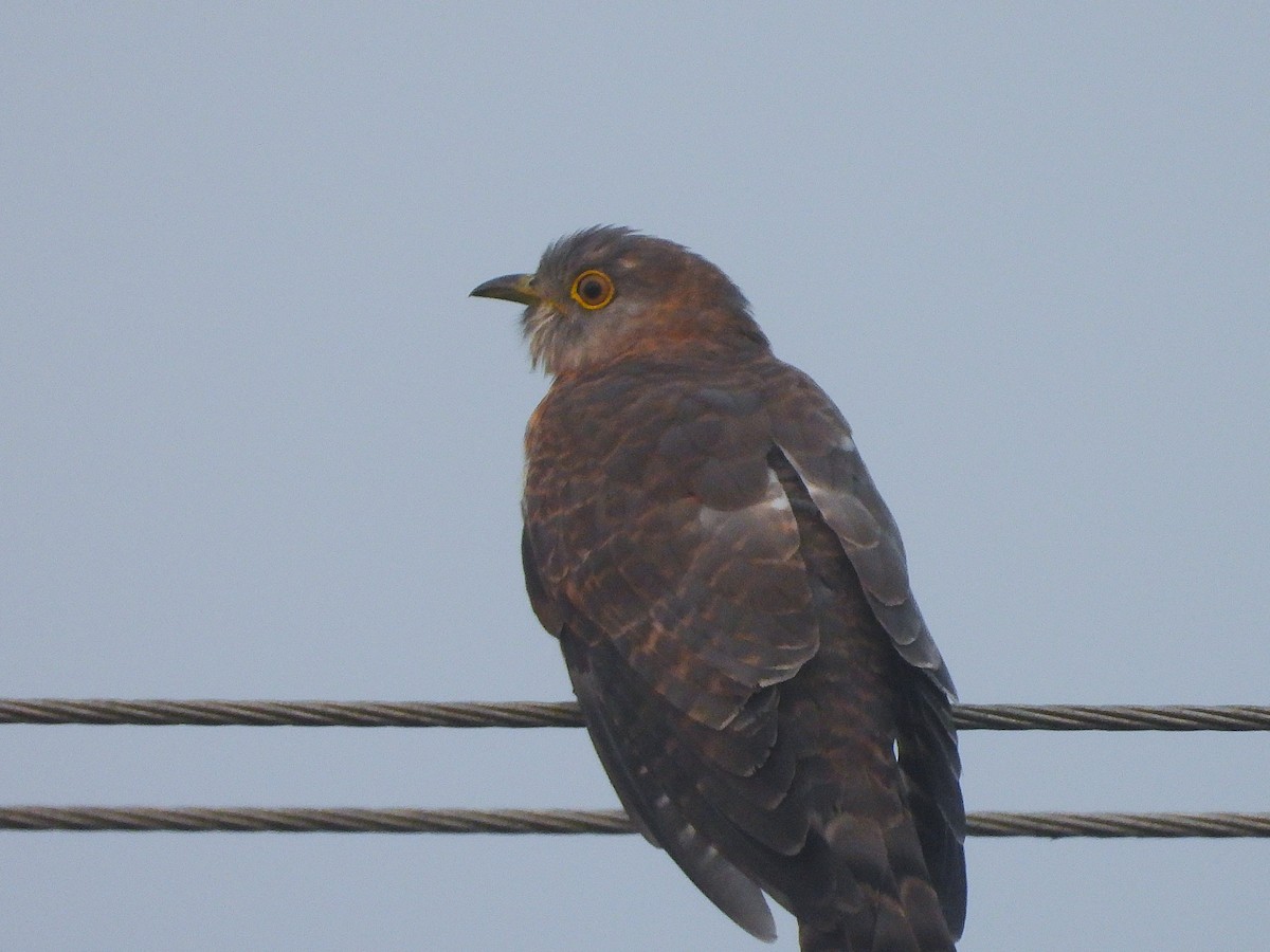 Common Hawk-Cuckoo - ML647336039