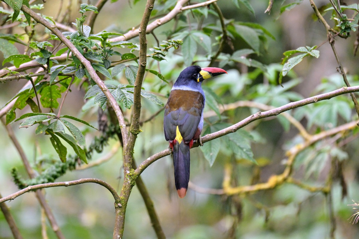 Tucán Pechigrís - ML647336045