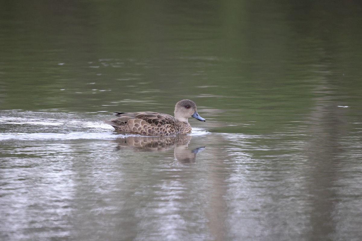 Sarcelle australasienne - ML647336047