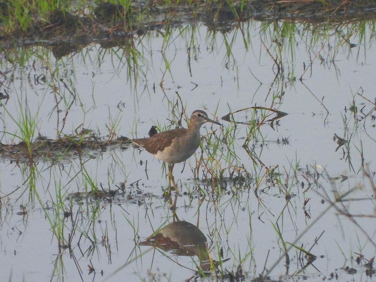 vodouš bahenní - ML647336048