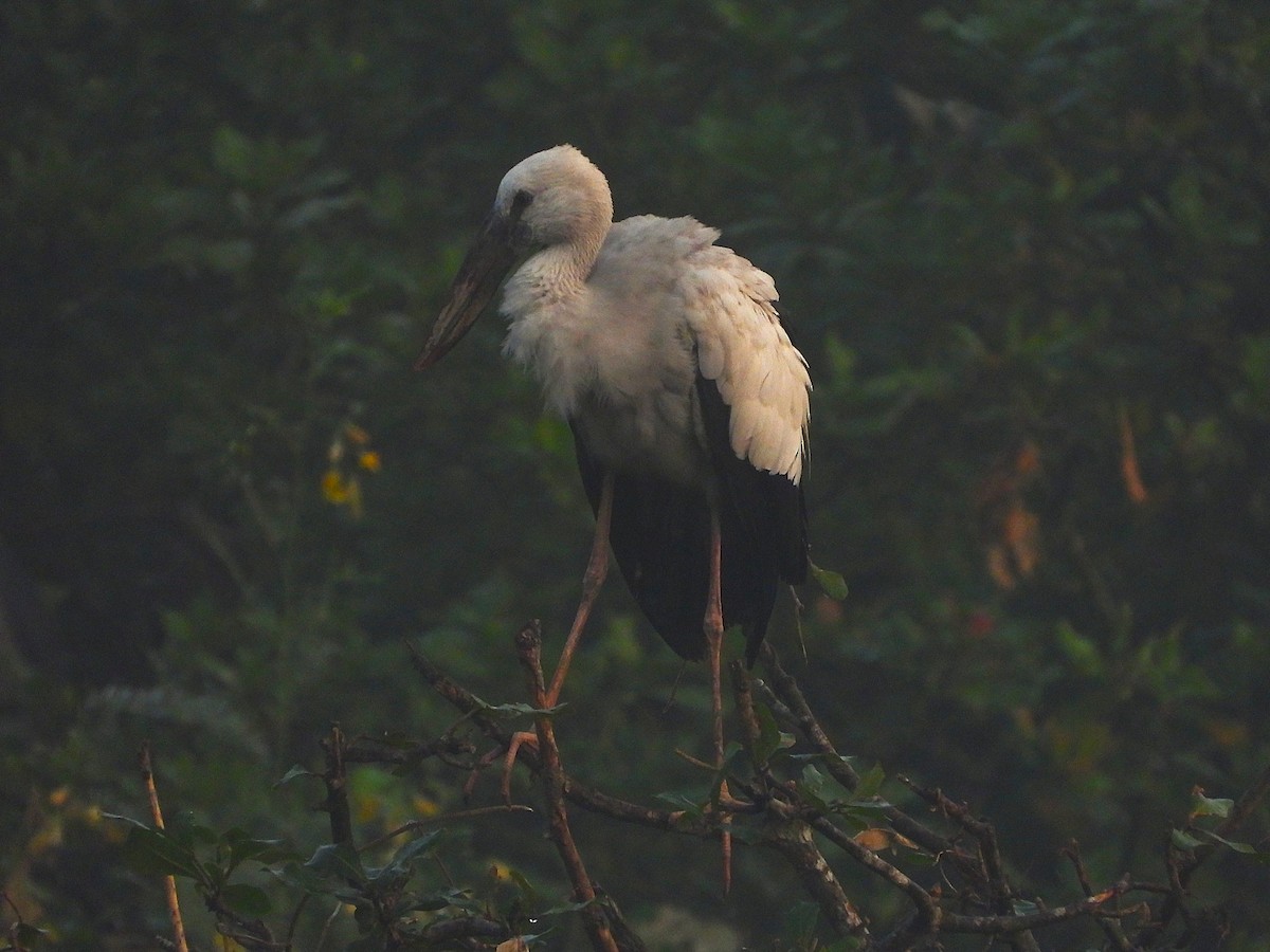 Asian Openbill - ML647336053