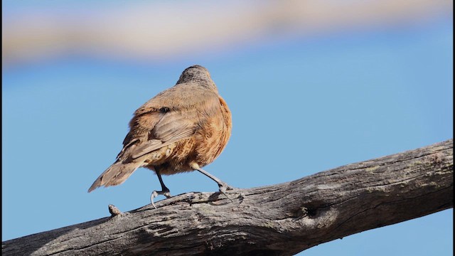 Королаз рудий - ML647336059