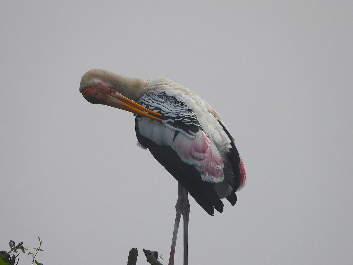 Painted Stork - ML647336060