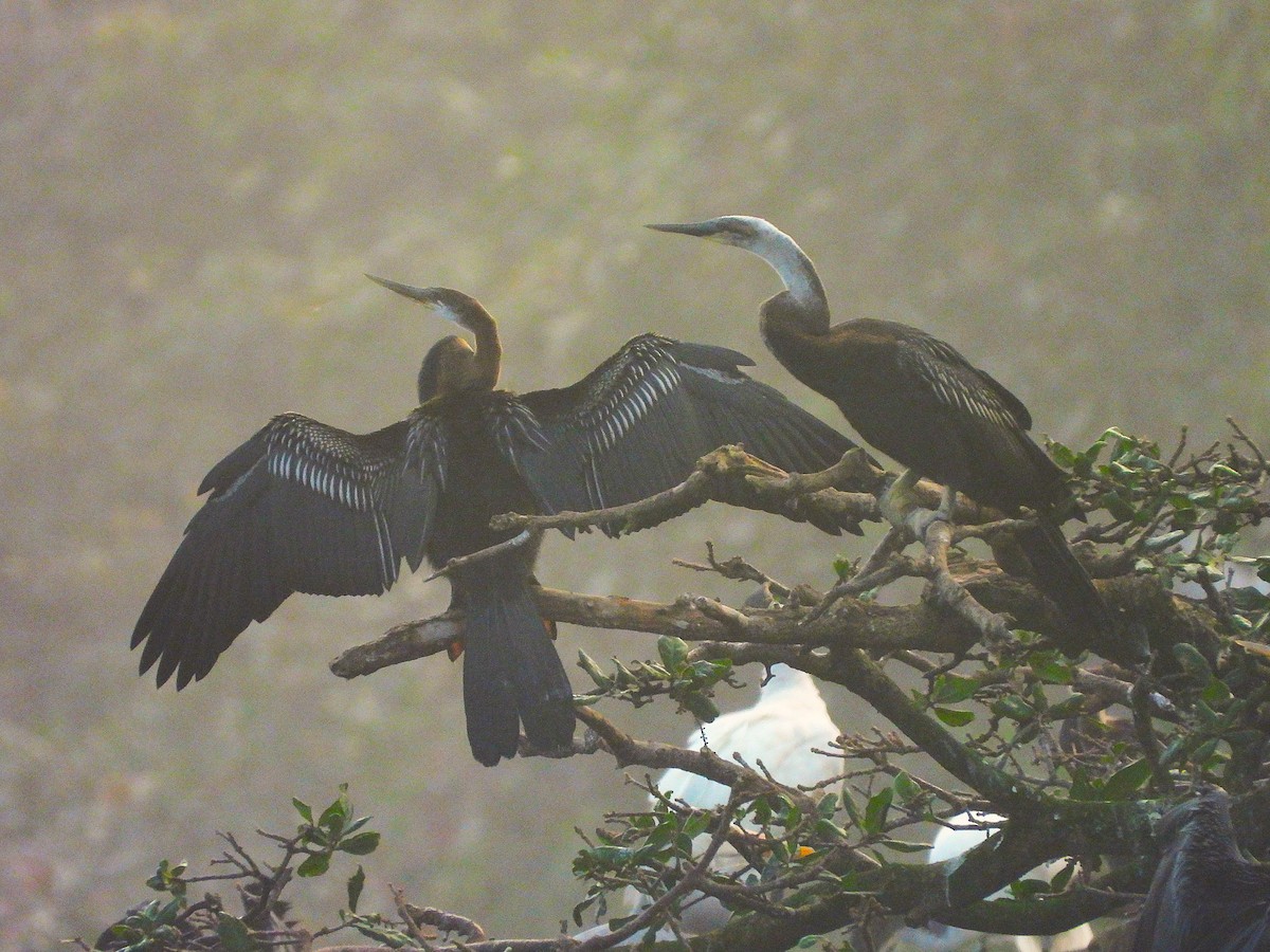 Oriental Darter - ML647336064