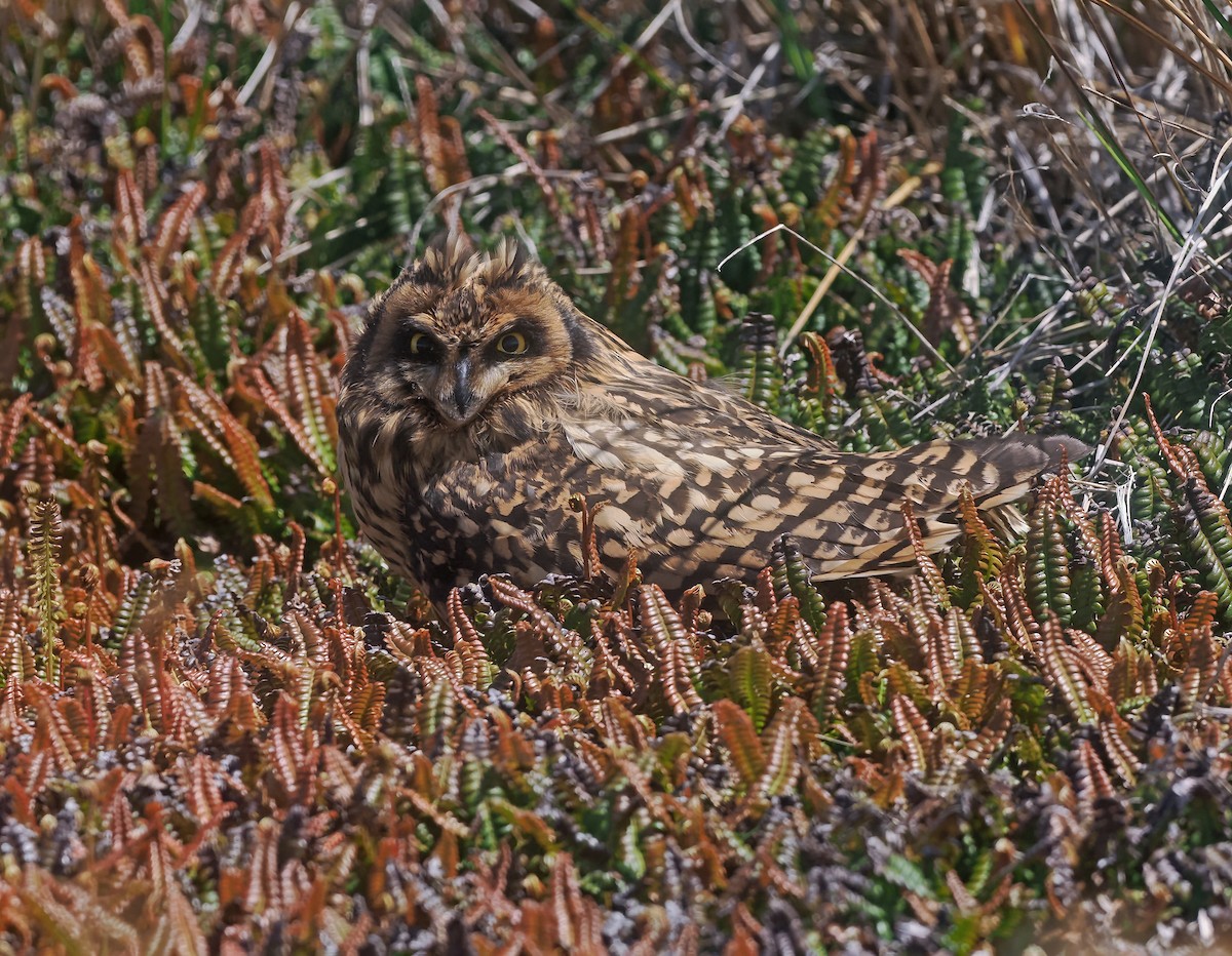 Zingira-hontza - ML647336067