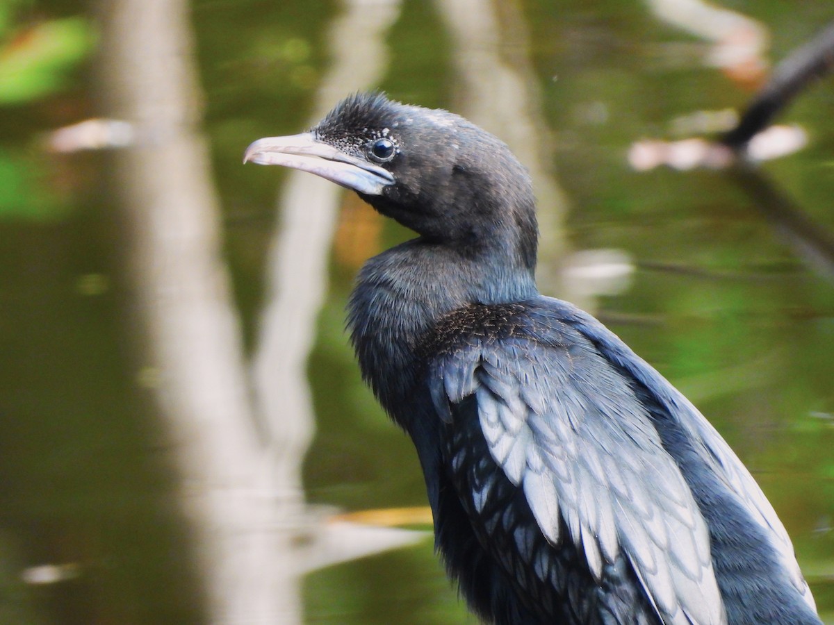Little Cormorant - ML647336068
