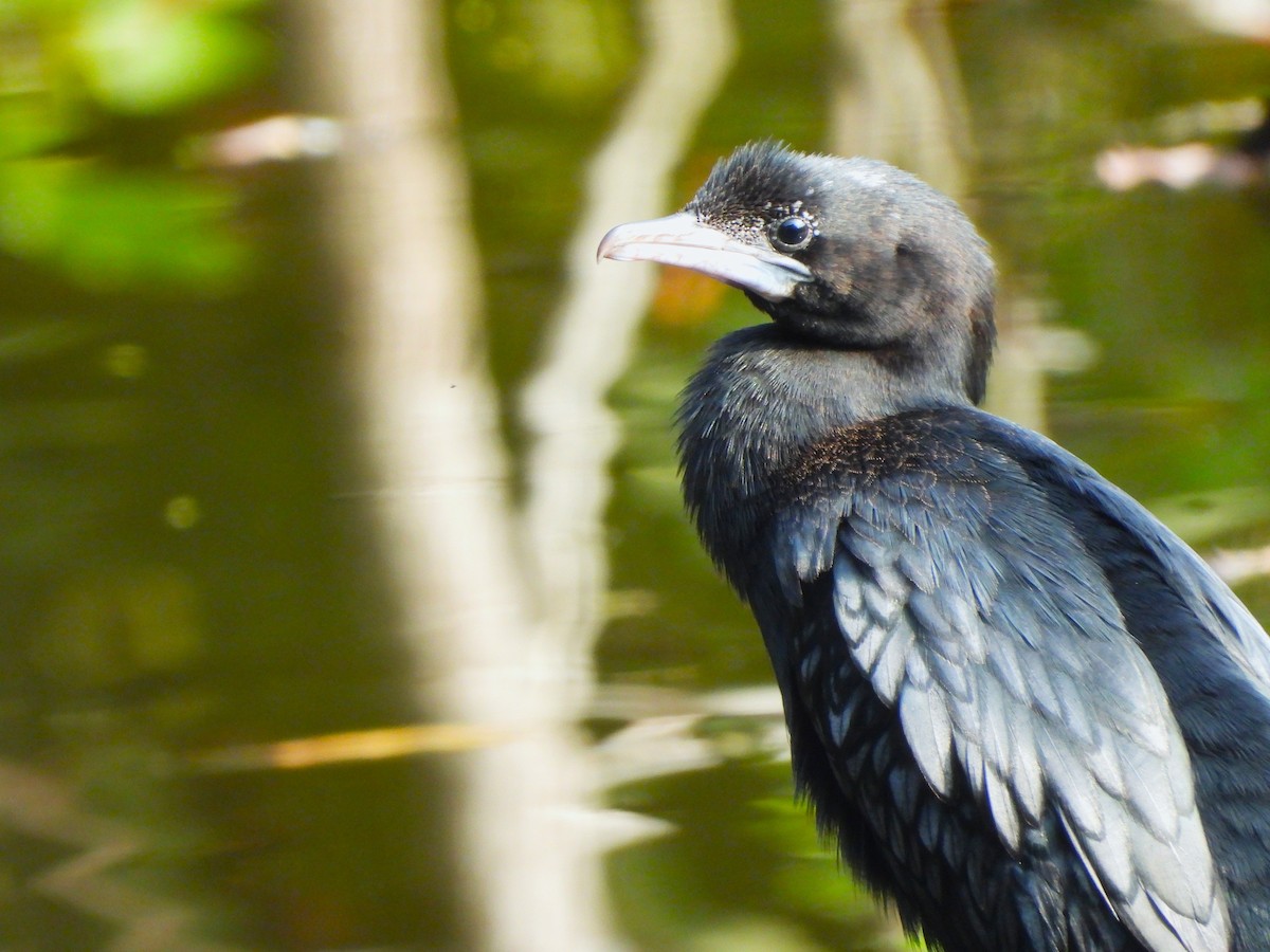 Little Cormorant - ML647336069