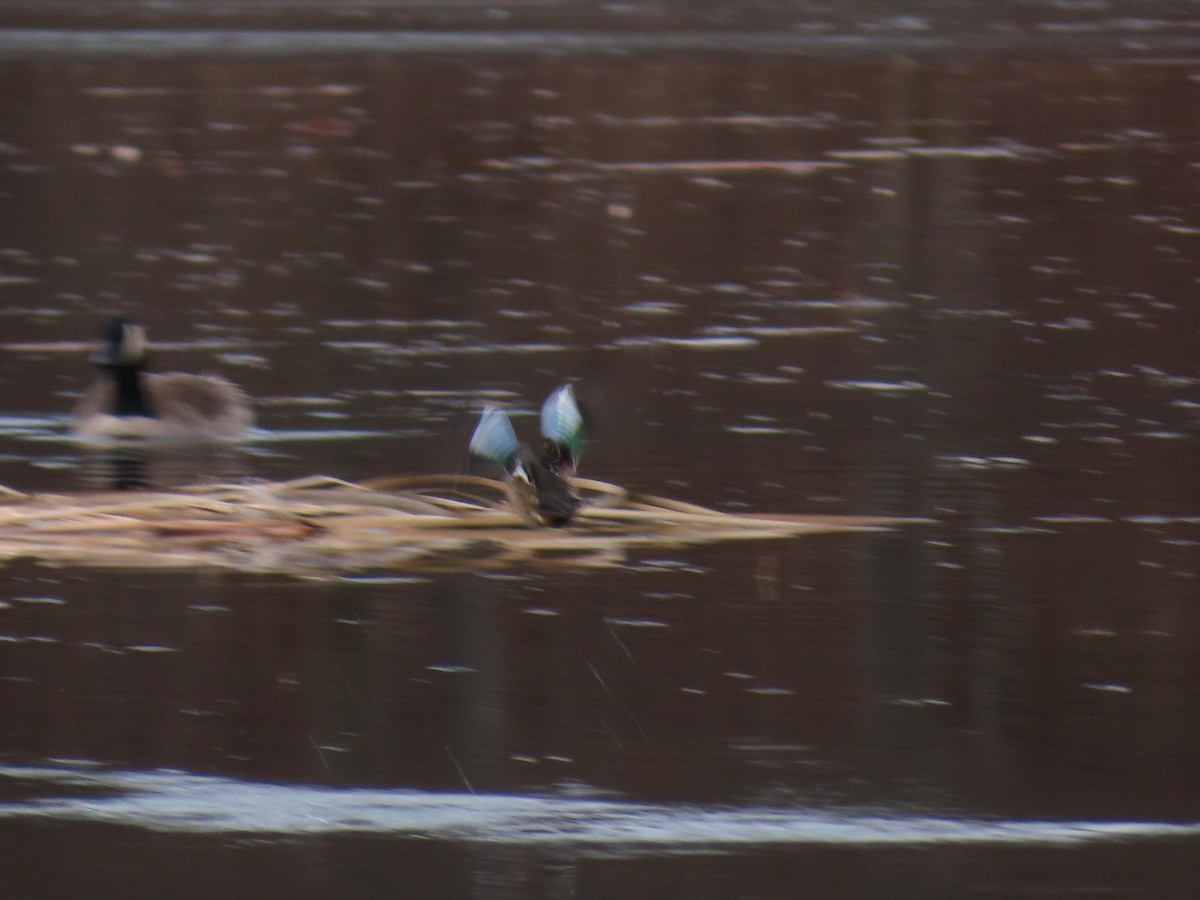 Sarcelle à ailes bleues - ML647336071