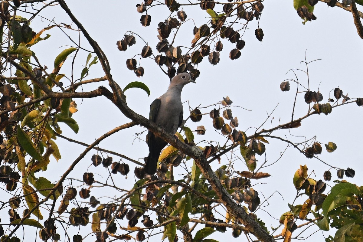 Green Imperial-Pigeon - ML647336074