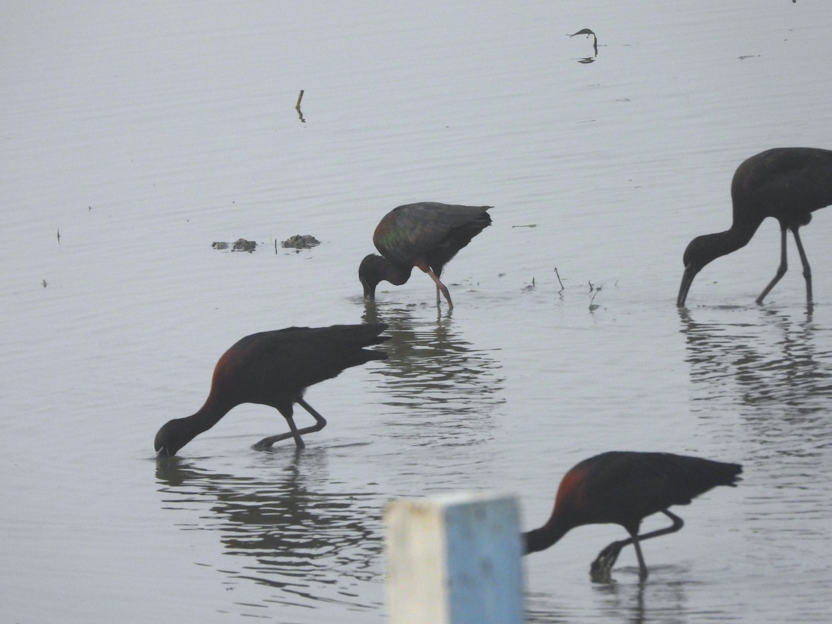 Glossy Ibis - ML647336076