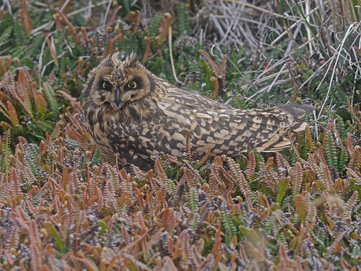 Zingira-hontza - ML647336079