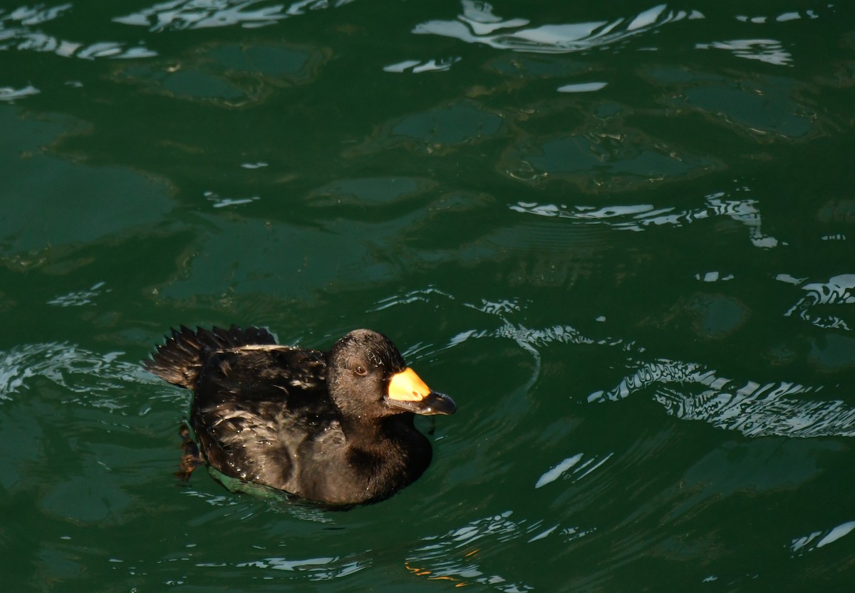 Amerika Kara Ördeği - ML647336093