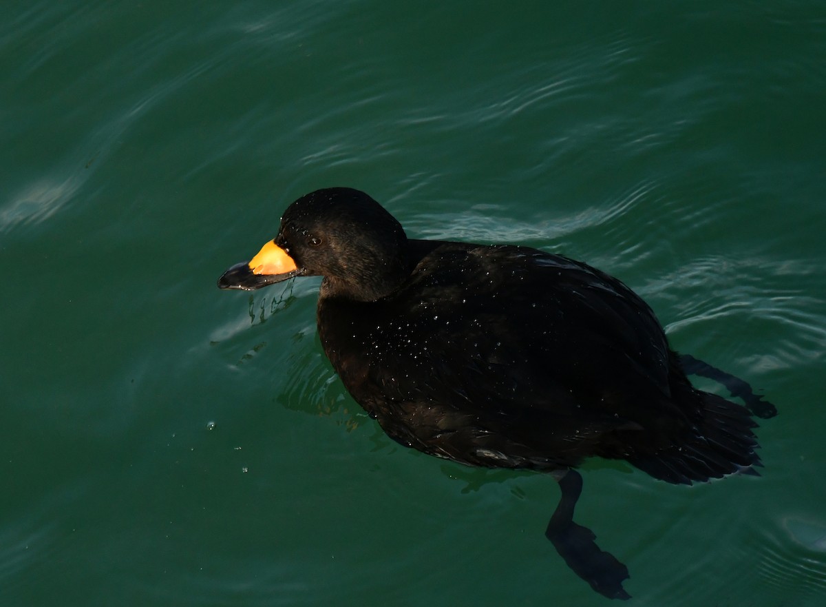 Amerika Kara Ördeği - ML647336097