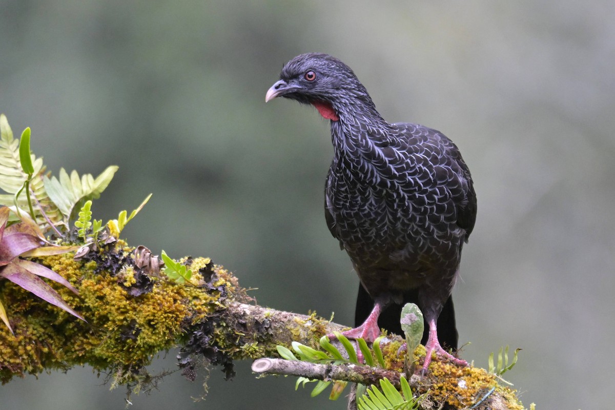 Andean Guan - ML647336098