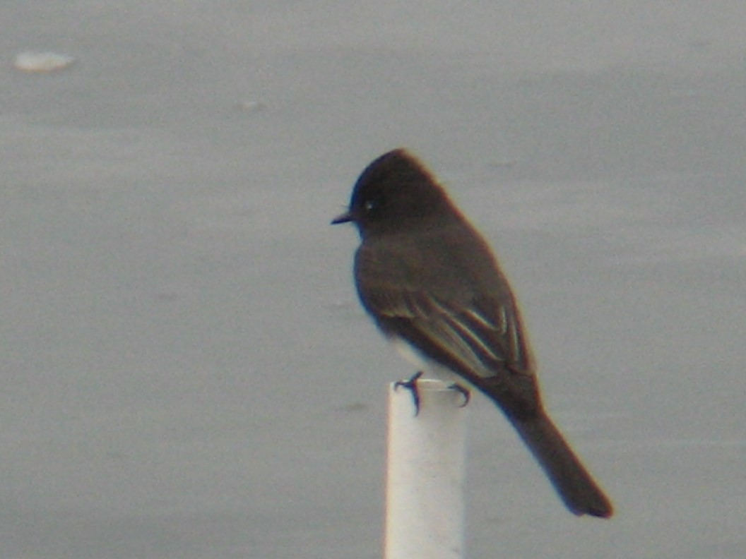 Black Phoebe - ML647336102