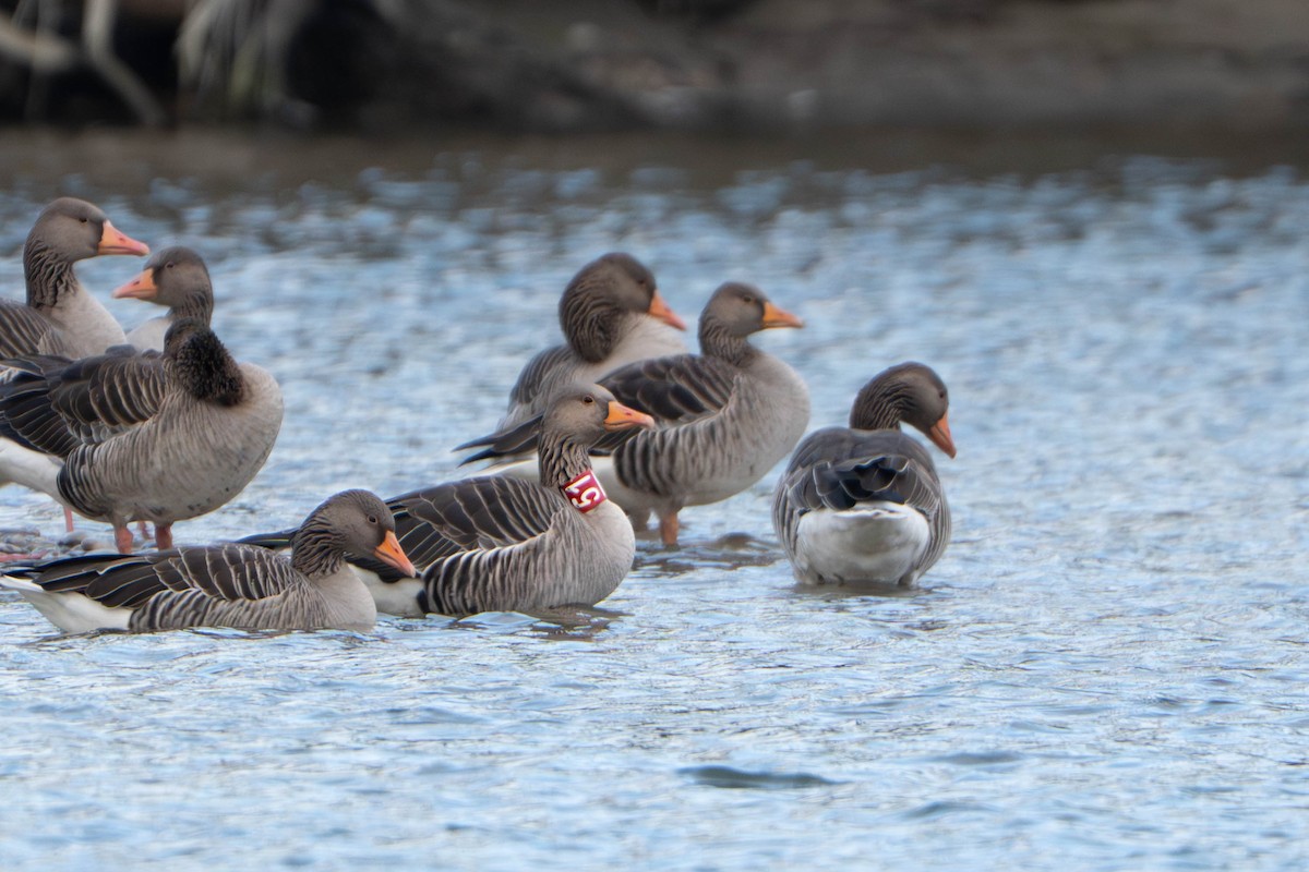 אווז אפור - ML647336112