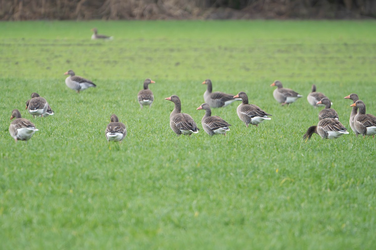 אווז אפור - ML647336114