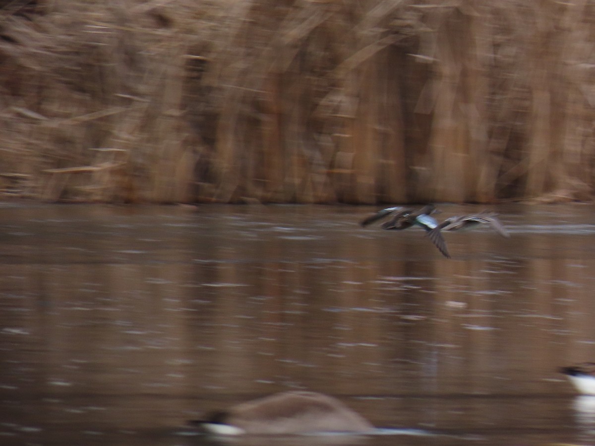 Sarcelle à ailes bleues - ML647336119