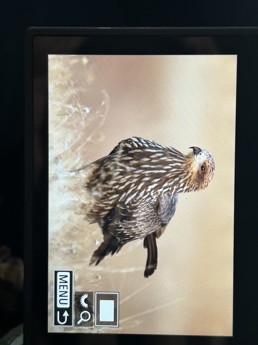 Black Kite - ML647336129