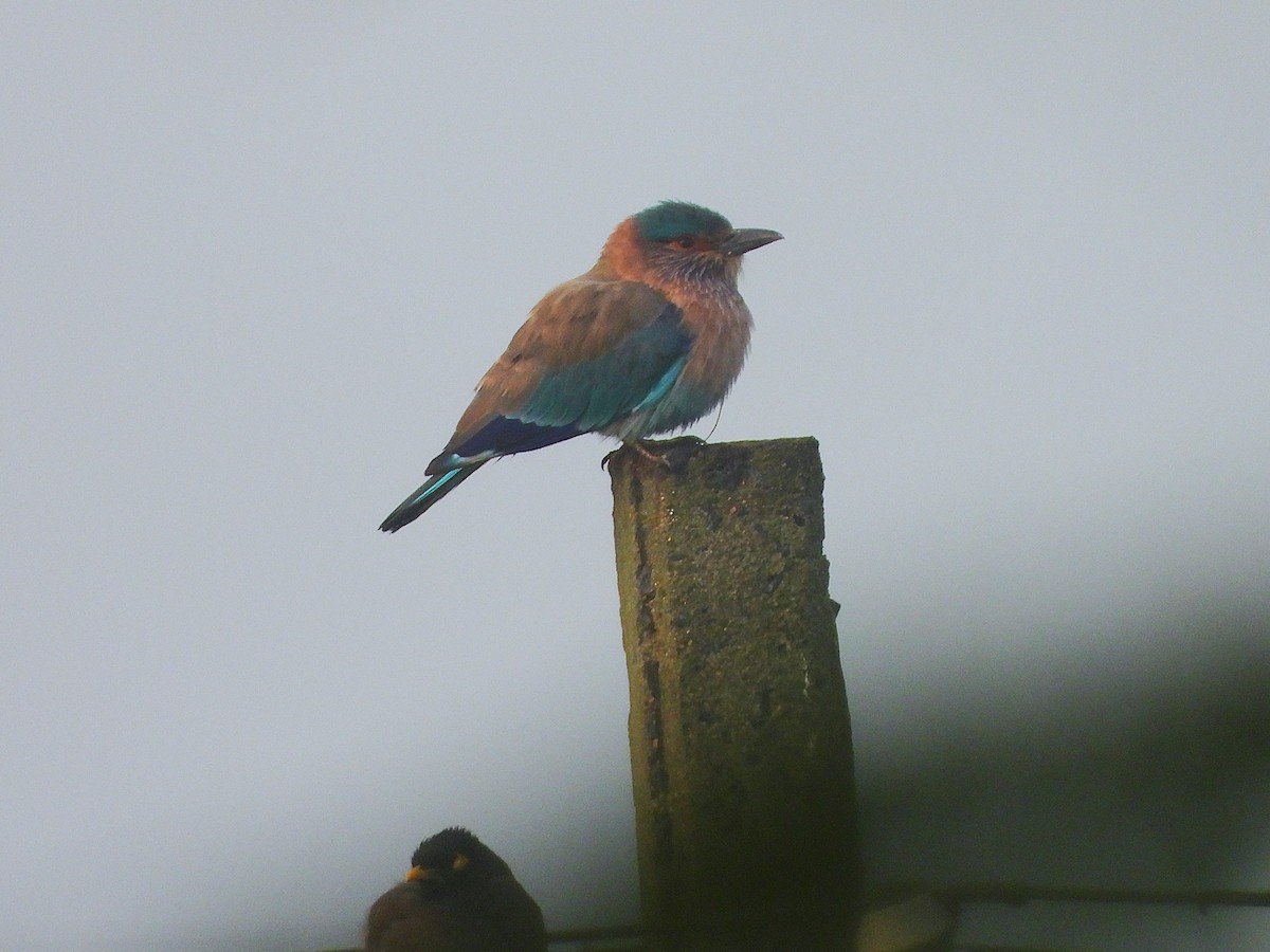 Indian Roller - ML647336135