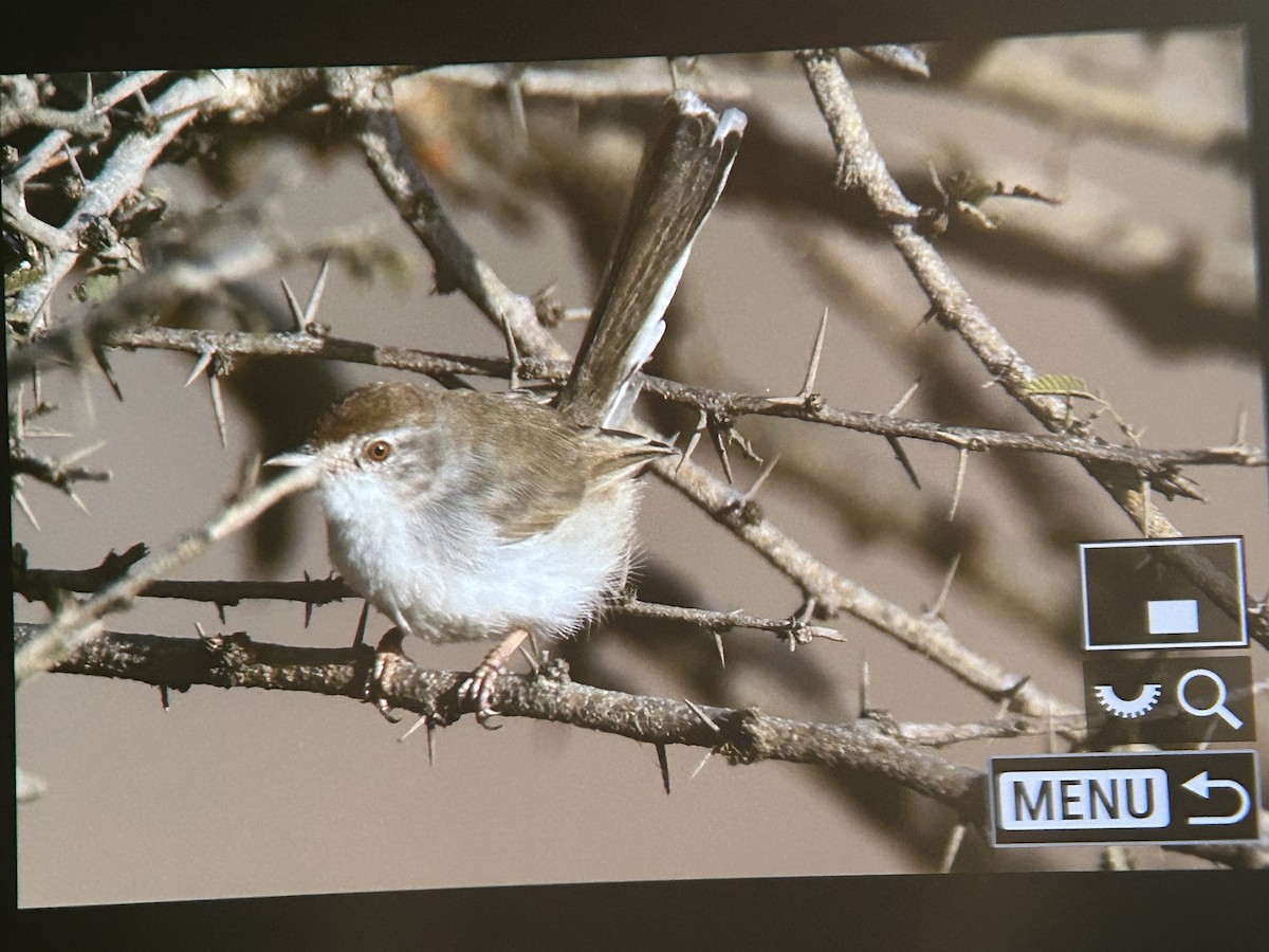 Rufous-fronted Prinia - ML647336137