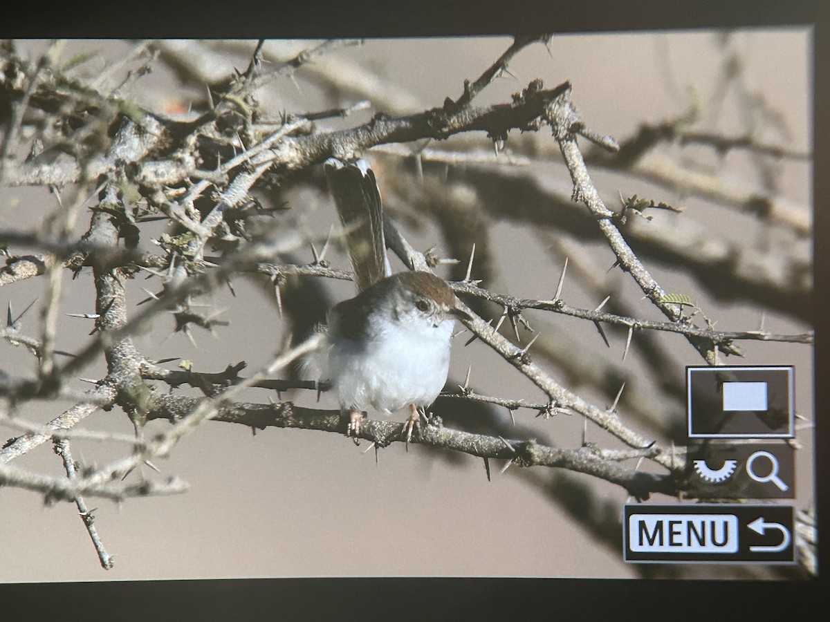 Rufous-fronted Prinia - ML647336138