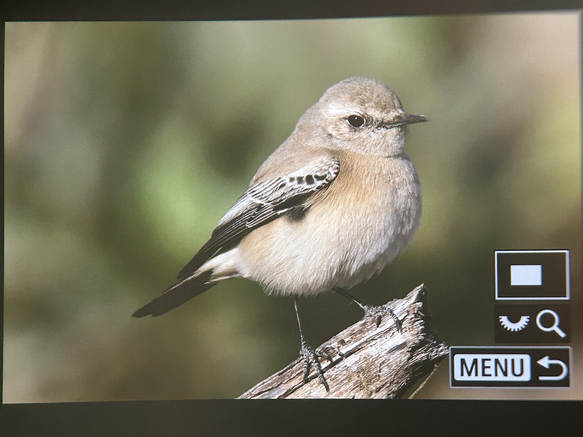 Isabelline Wheatear - ML647336140