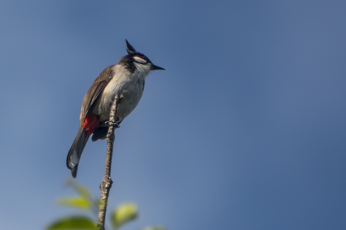 Red-whiskered Bulbul - ML647336143