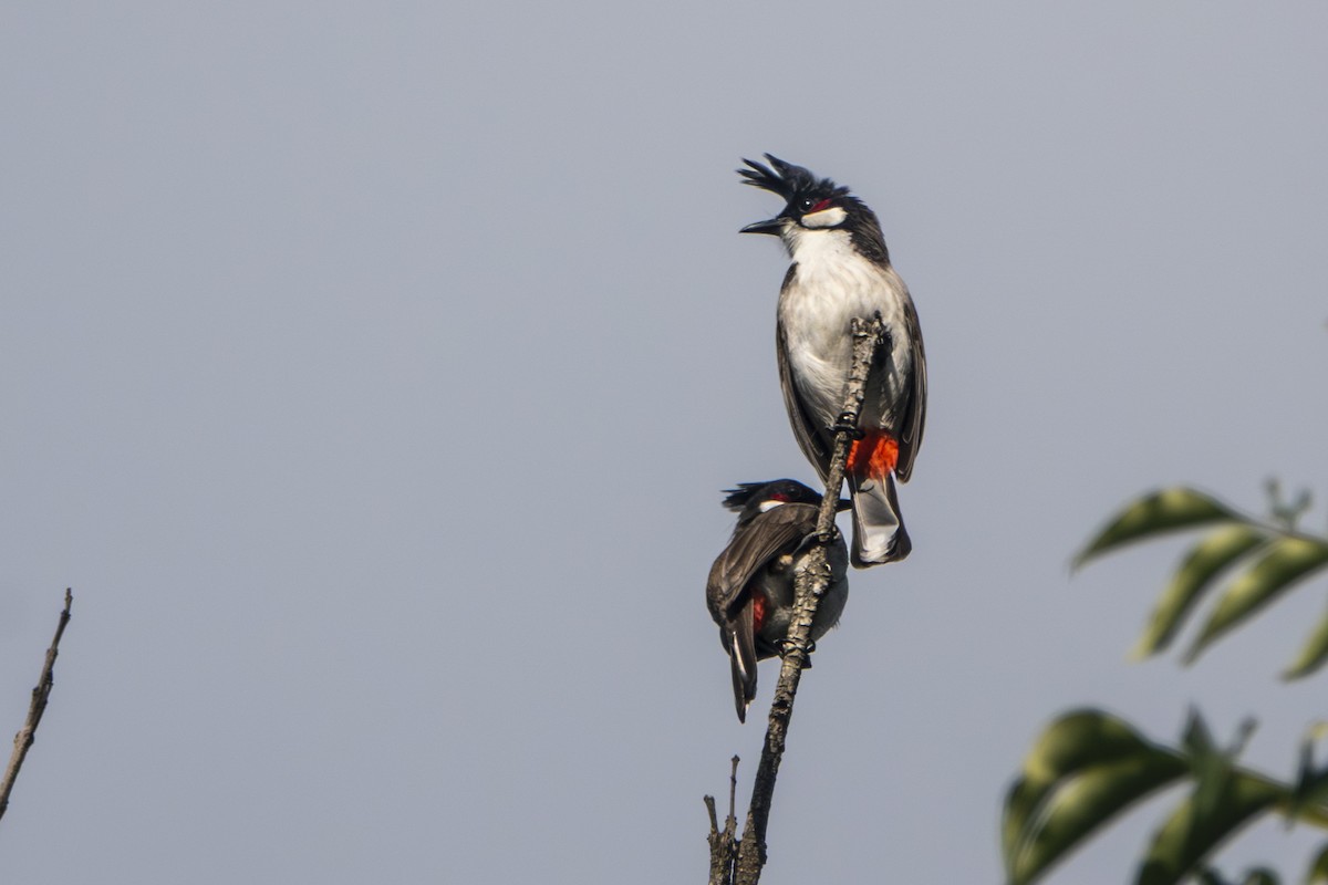 Red-whiskered Bulbul - ML647336144