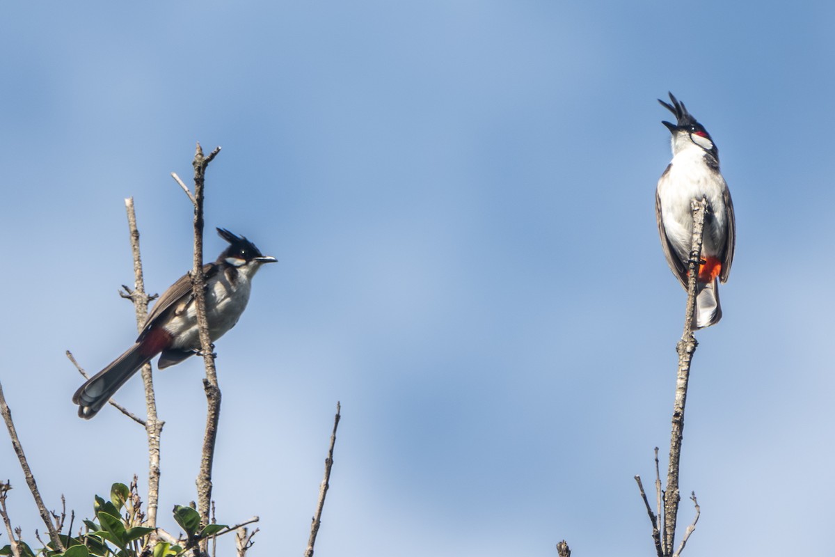 Red-whiskered Bulbul - ML647336145