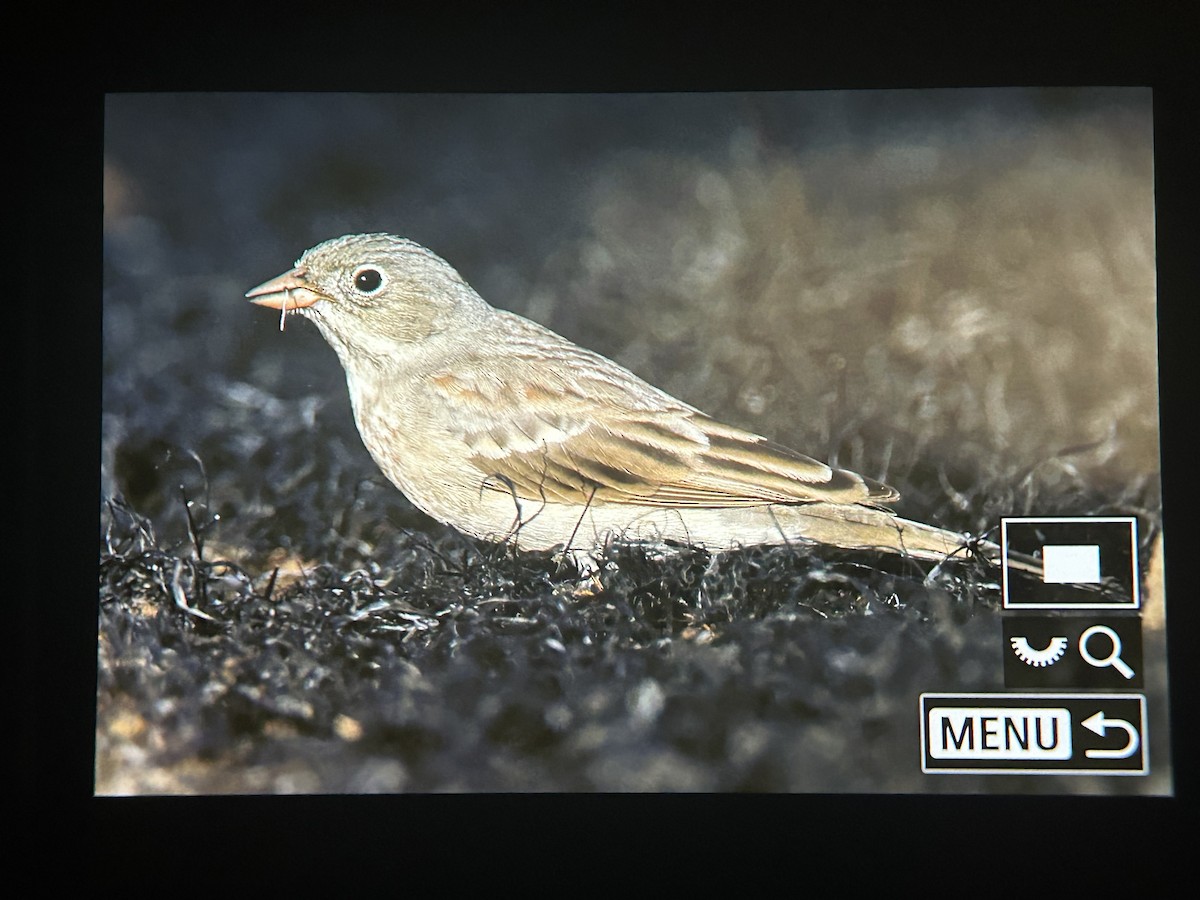 Gray-necked Bunting - ML647336148