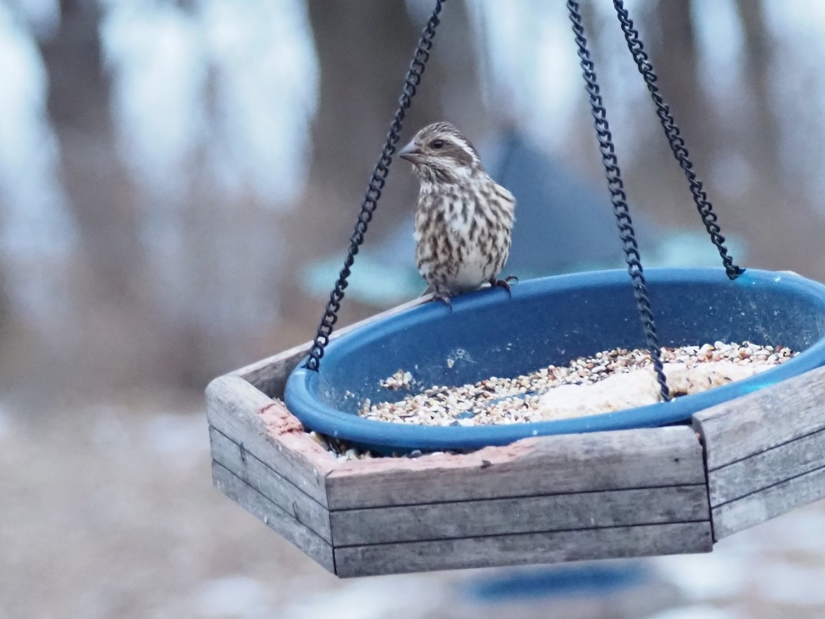 Camachuelo Purpúreo - ML647336156