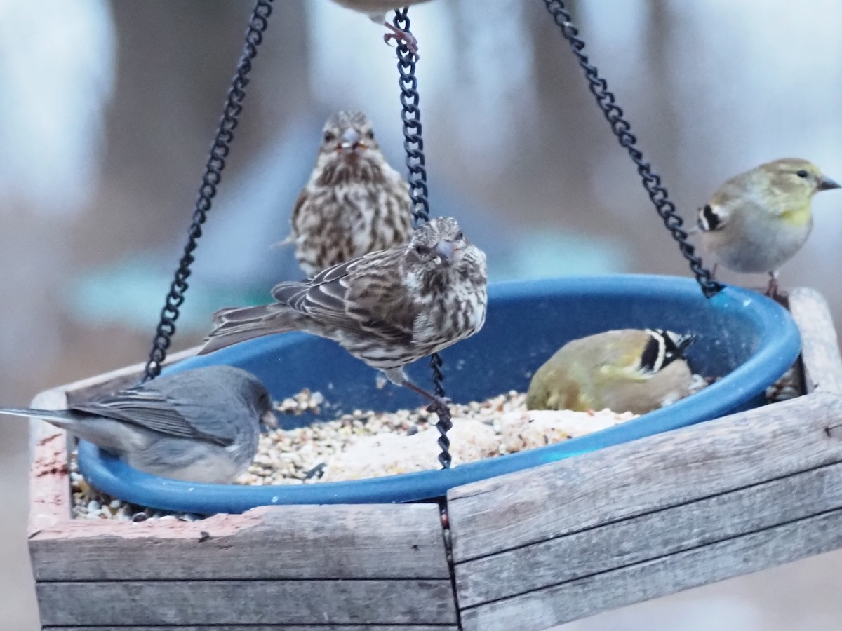 Camachuelo Purpúreo - ML647336157