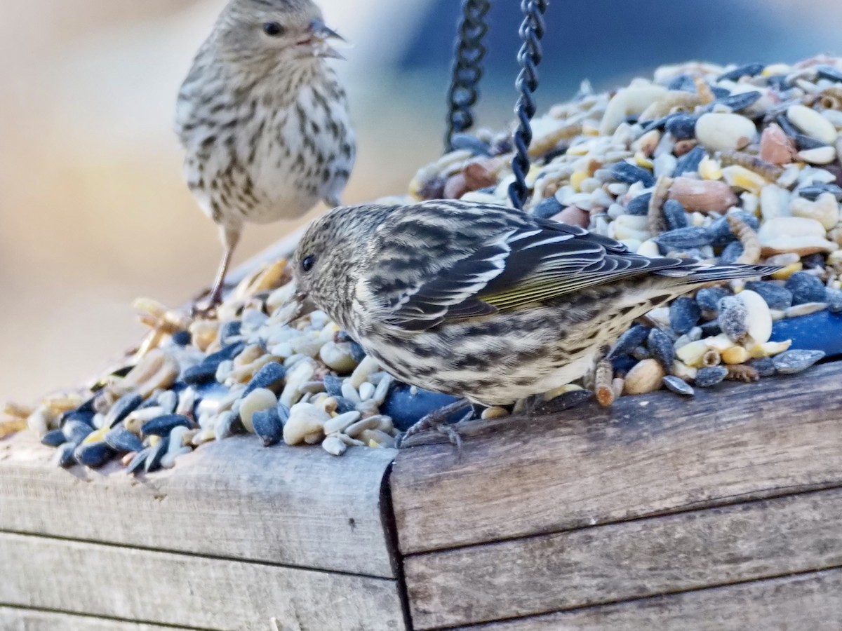 Pine Siskin - ML647336189
