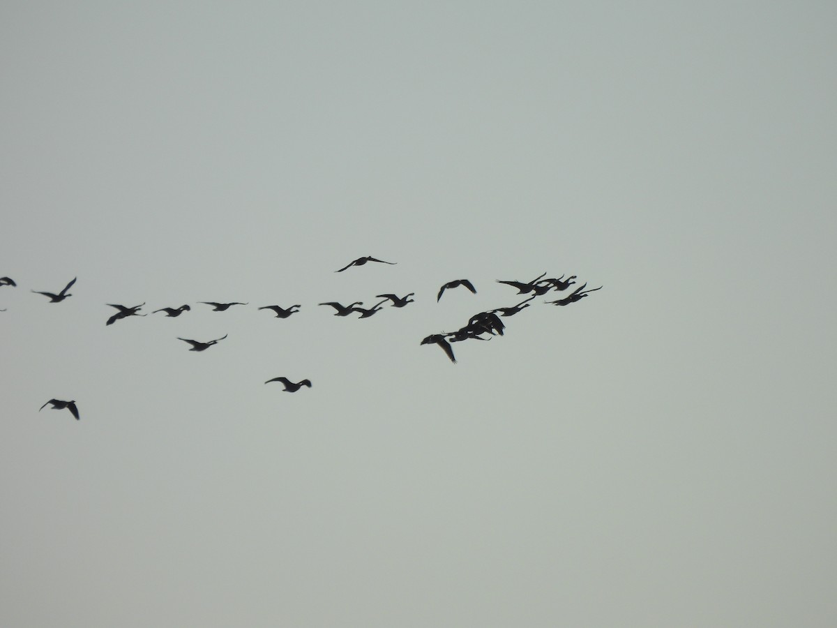 Canada Goose - ML647336190