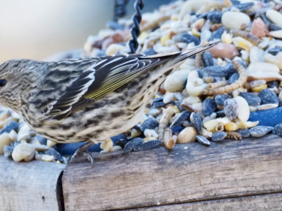 Pine Siskin - ML647336191