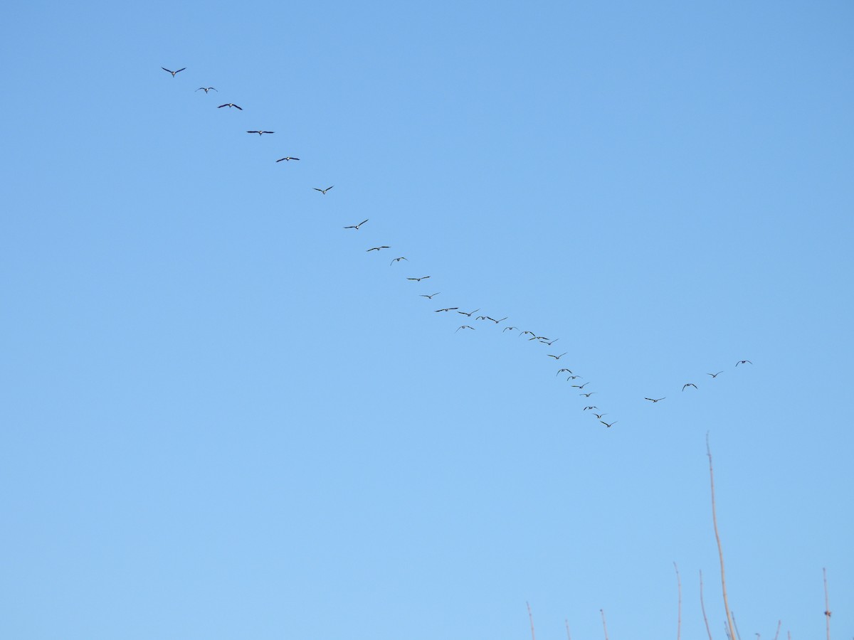 Canada Goose - ML647336192