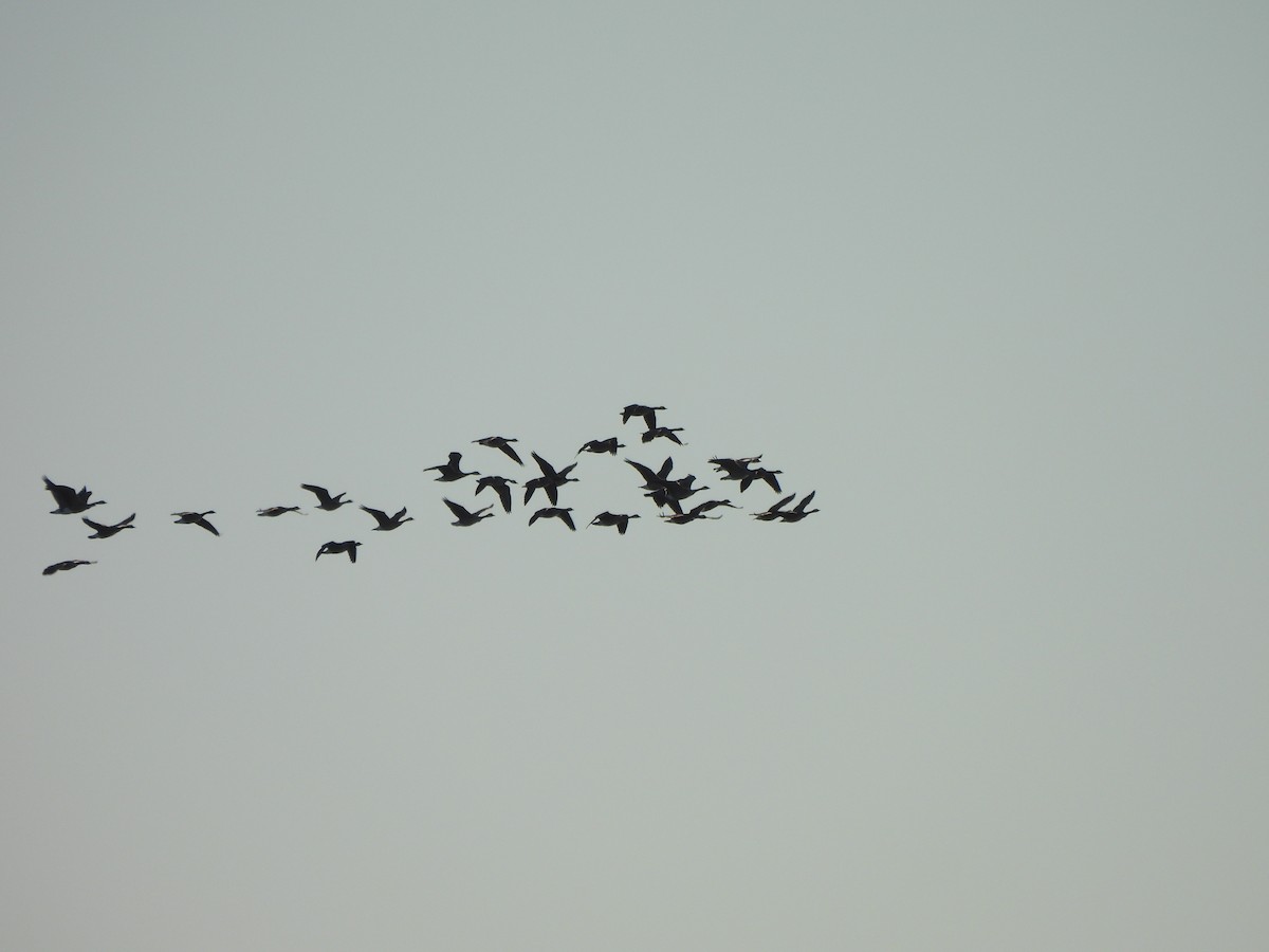 Canada Goose - ML647336193