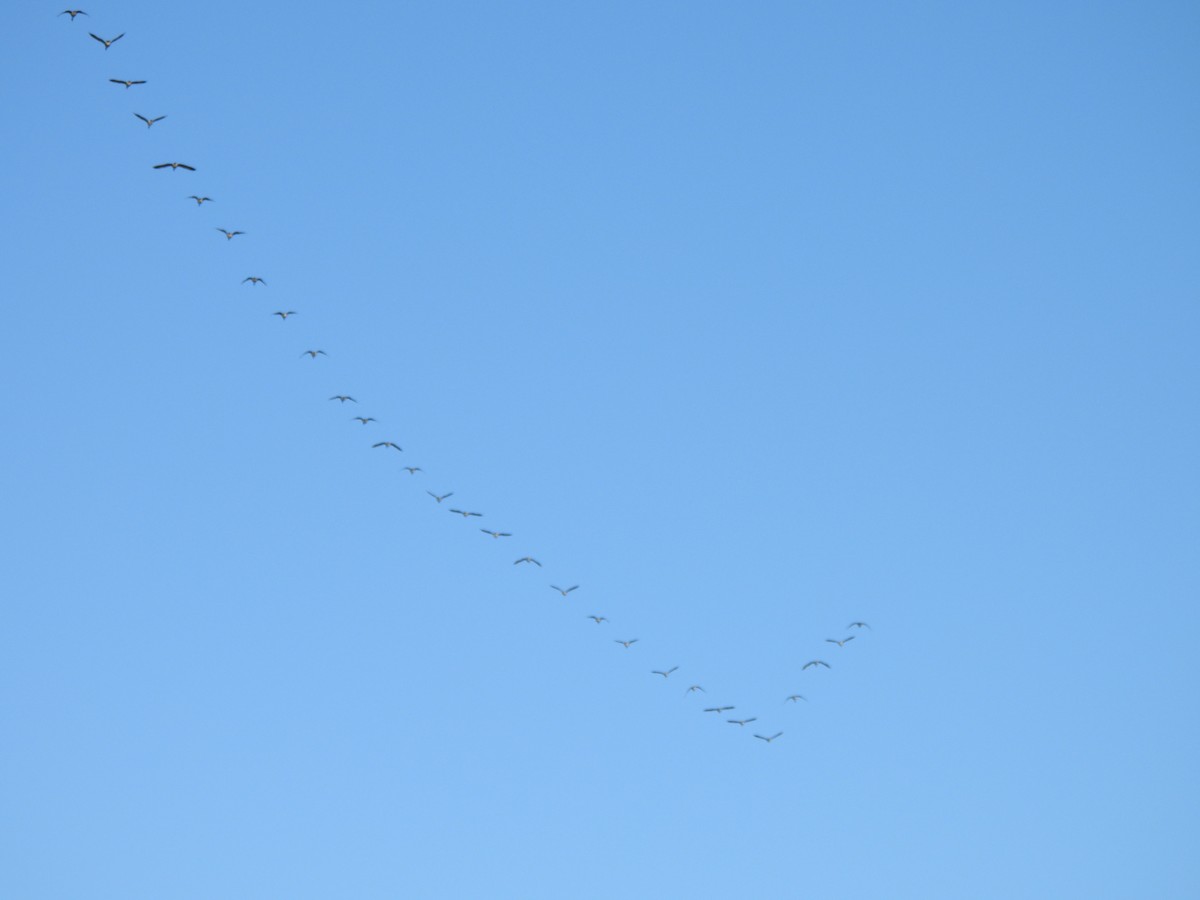 Canada Goose - ML647336194