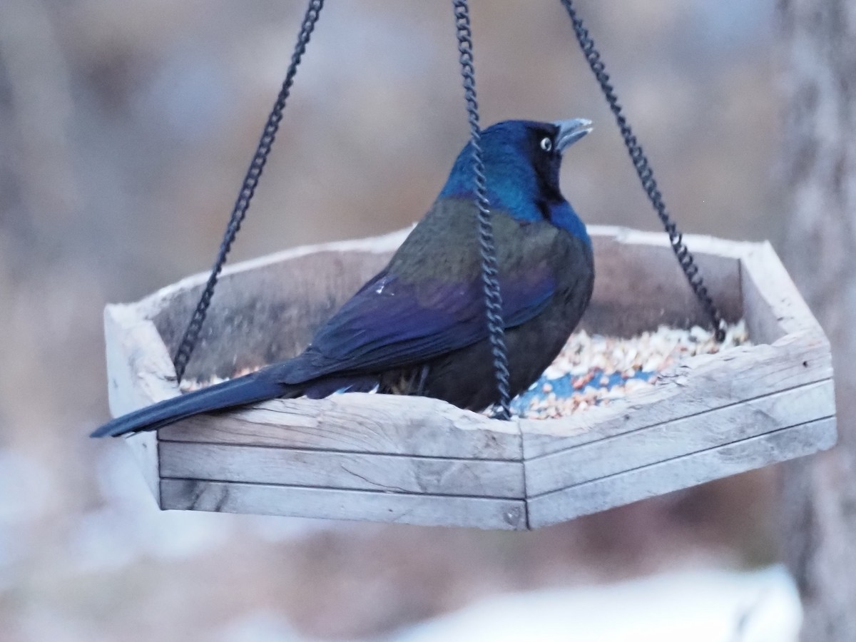 Common Grackle - ML647336202